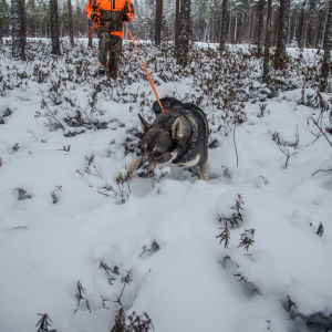 Mies kävelee koiran perässä lumisessa metsässä