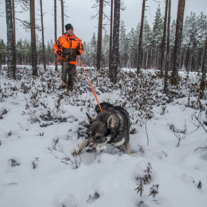Mies kävelee koiran perässä lumisessa metsässä