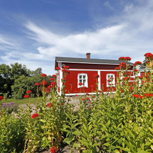 I förgrunden syns blommor, i bakgrunden en röd sommarstuga.