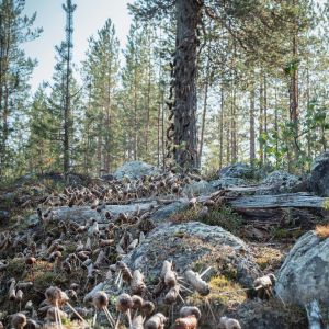 Satoja käpylehmiä maassa ja kiipeämässä mäntyyn, taideteos