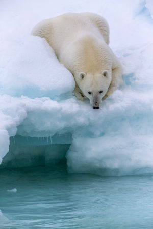 Jääkarhu lepää jäälautalla.