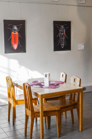 På Pekka Malinens fotografier kommer de små baggarna verkligen till liv, till varje minsta lilla detalj. Pekka Malinens bilder på skalbaggar ur Naturhistoriska museets samlingar, i museets kafeteria i Helsingfors.