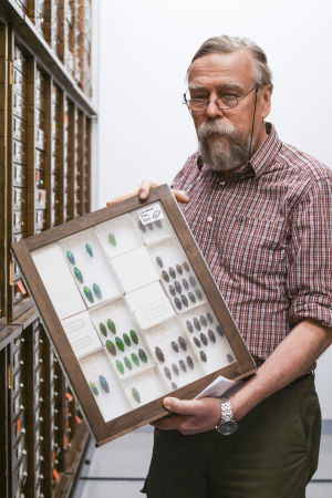 – Det här är praktbaggar. Några av våra insektexemplar är över 150 år gamla, säger skalbaggsforskare Olof Biström. Olof Biström, skalbaggsforskare, visar upp baggar i Naturhistoriska museets samling i Helsingfors.