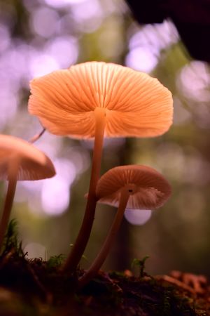 Sieniä kauniissa valossa