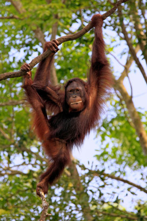 Orangutang på Borneo