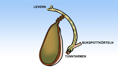 fel på gallan fel på gallan