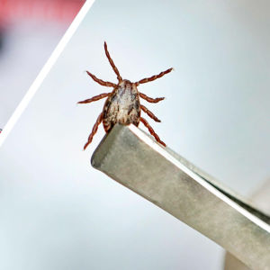 Bildcollage. Till vänster syns ett blodprov för TBE-virus, till höger en hand som håller i en fästing med en pincett.