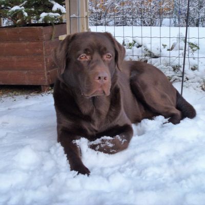 Labradoren Paavo i snön på gården. Han bär resistenta bakterier.