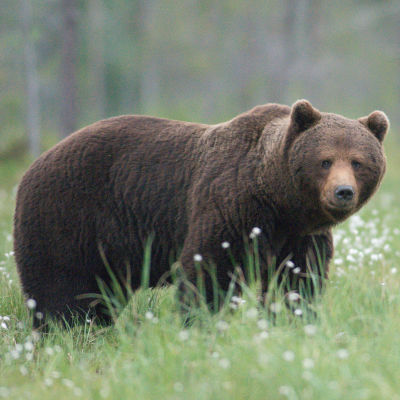En brunbjörn står på en grön äng.