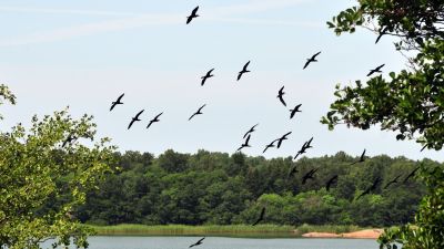 Flygande skarvar