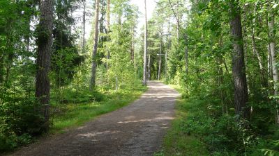 Jonasbackens skog i Borgå