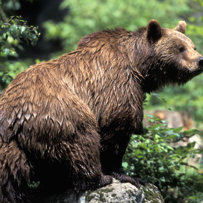 Våt brunbjörn