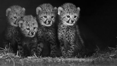 Svartvit bild på fyra av de sex gepardungar som föddes på zoo i Nederländerna.