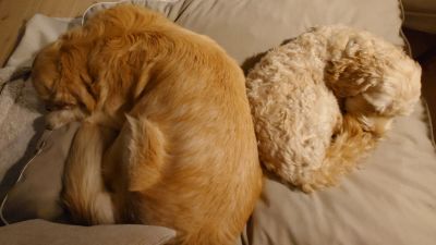 Två hundar sover formade som ett hjärta.