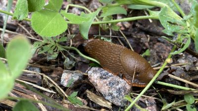 Mördarsnigel