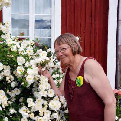 Margaretha Lindholm doftar på midsommarrosorna.
