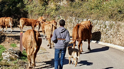Bonde vallar sina kossor på landsvägen från ladugården till hagen en kilometer bort.
