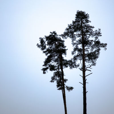 bild på två träd