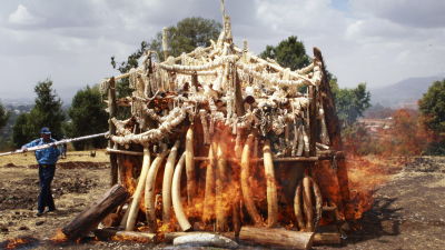Etiopien bränner upp sitt lager av elfenben för att motverka tjuvskytte och illegal handel.