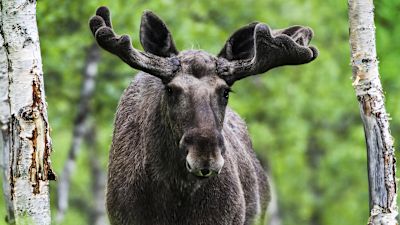 En älgtjur på en grön äng. I bakgrunden syns björkar.