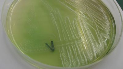 bakterier, pseudomonas aeruginosa