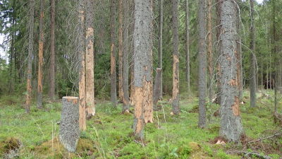 Granar i skogen och barken har lossnat från granarna.