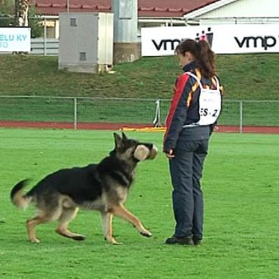 Koira ja ohjaaja palveluskoirakisoissa