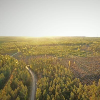 Hyrynsalmen Hakokylän metsää syyskuussa 2020.