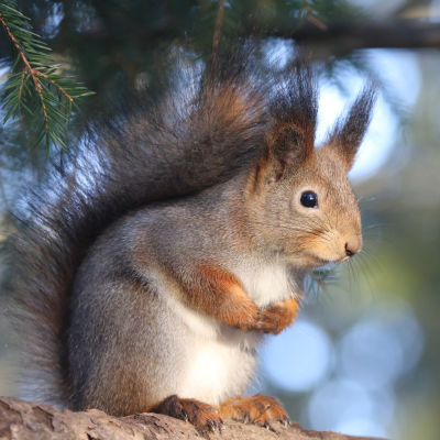 Orava on oksalla ja pitää etujalkojaan mahan päällä.