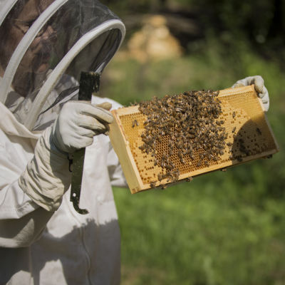 En biodlare med skyddsdräkt håller upp en ram med honung och bin.