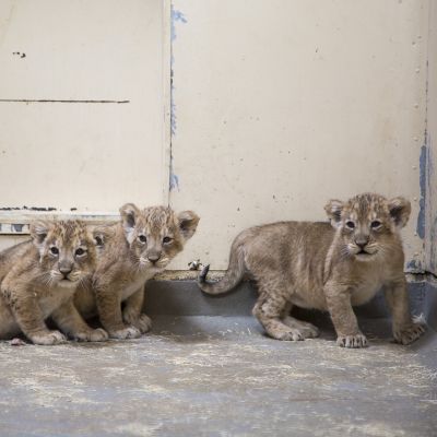 Nyfödda lejonungar på Högholmens zoo