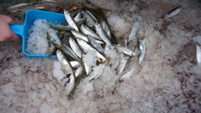 Strömmingsfiske i Nagu