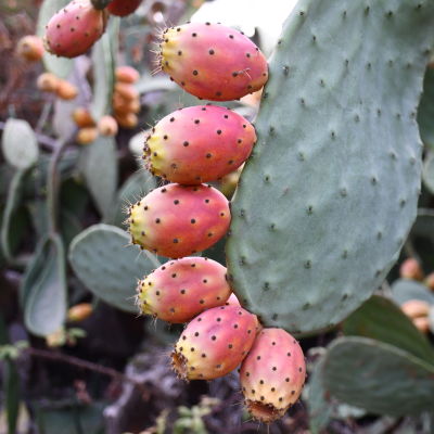 En kaktusväxt som heter kaktusfikon och har röda frukter med prickar på.