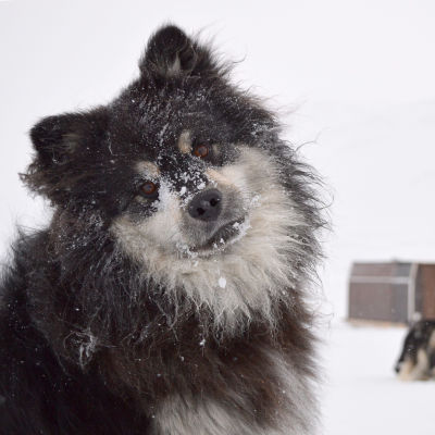 Äijä-koira lumisateessa.
