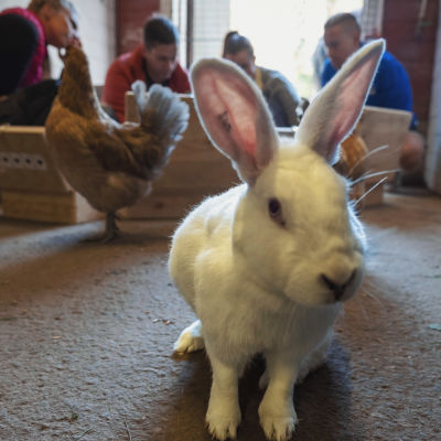 En vit kanin tittar rakt in i kameran, i bakgrunden kan man ana en höna och människor på huk.