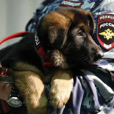 En ny polishund som Frankrike fick av Ryssland efter terrorattacken