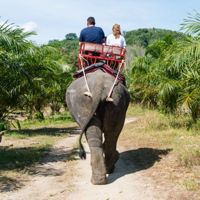 Ett par sitter med ryggen till på en elefantrygg. Elefanten går på en stig mellan gröna palmer. 