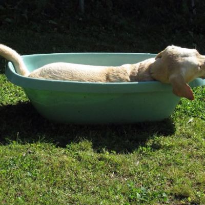 Miia Salon Nelli-koira kirjaimellisesti kylpee auringossa.