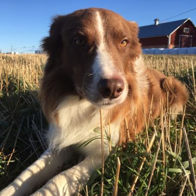 bordercollie Sune