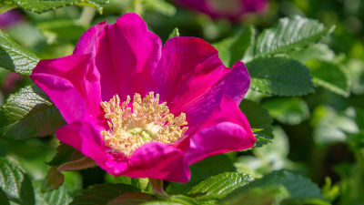 en rosa vresros