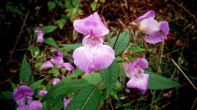 Bild på jättebalsamin med violetta blommor.
