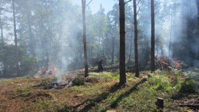 Skogsröjningen på Bylandet i Ekneäs skärgård