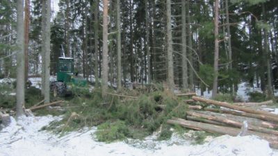 skogsavverkning i ingå