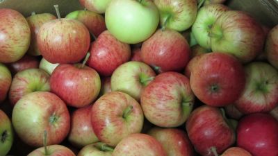 Äppel i mängder.