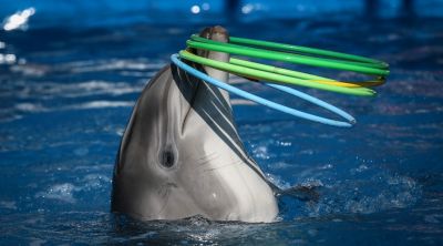 Etusivu kysyy: Välitätkö Särkänniemen delfiinien kohtalosta? | YleX 