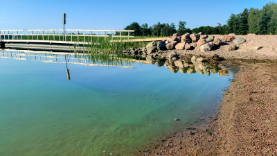Blågröna alger vid en strandkant.