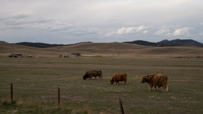 Betande kor i Montana, USA.