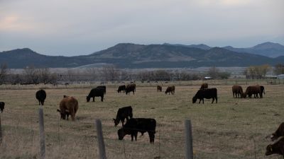 Kor betar på äng i rurala Montana, USA.