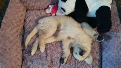 Koira ja pehmopanda vierekkäin makuulla.