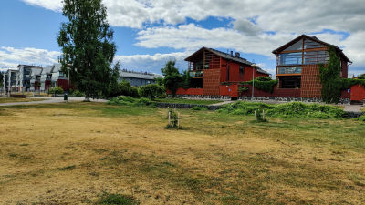 En torr och gulnande gräsmatta framför ett rött hus.